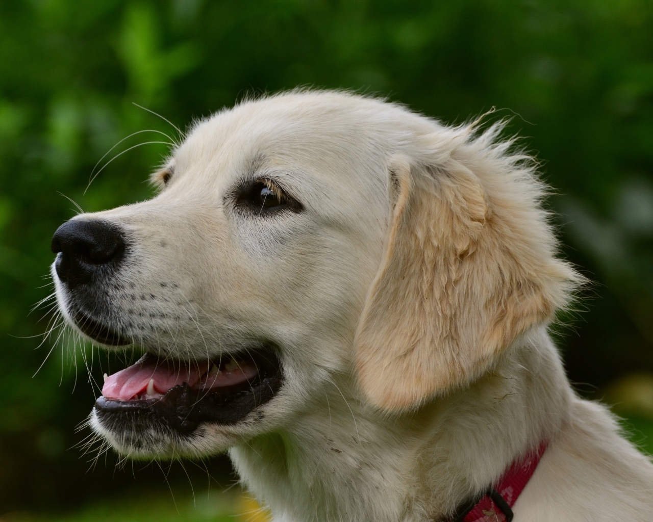 Большой золотистый ретривер с открытой пастью 