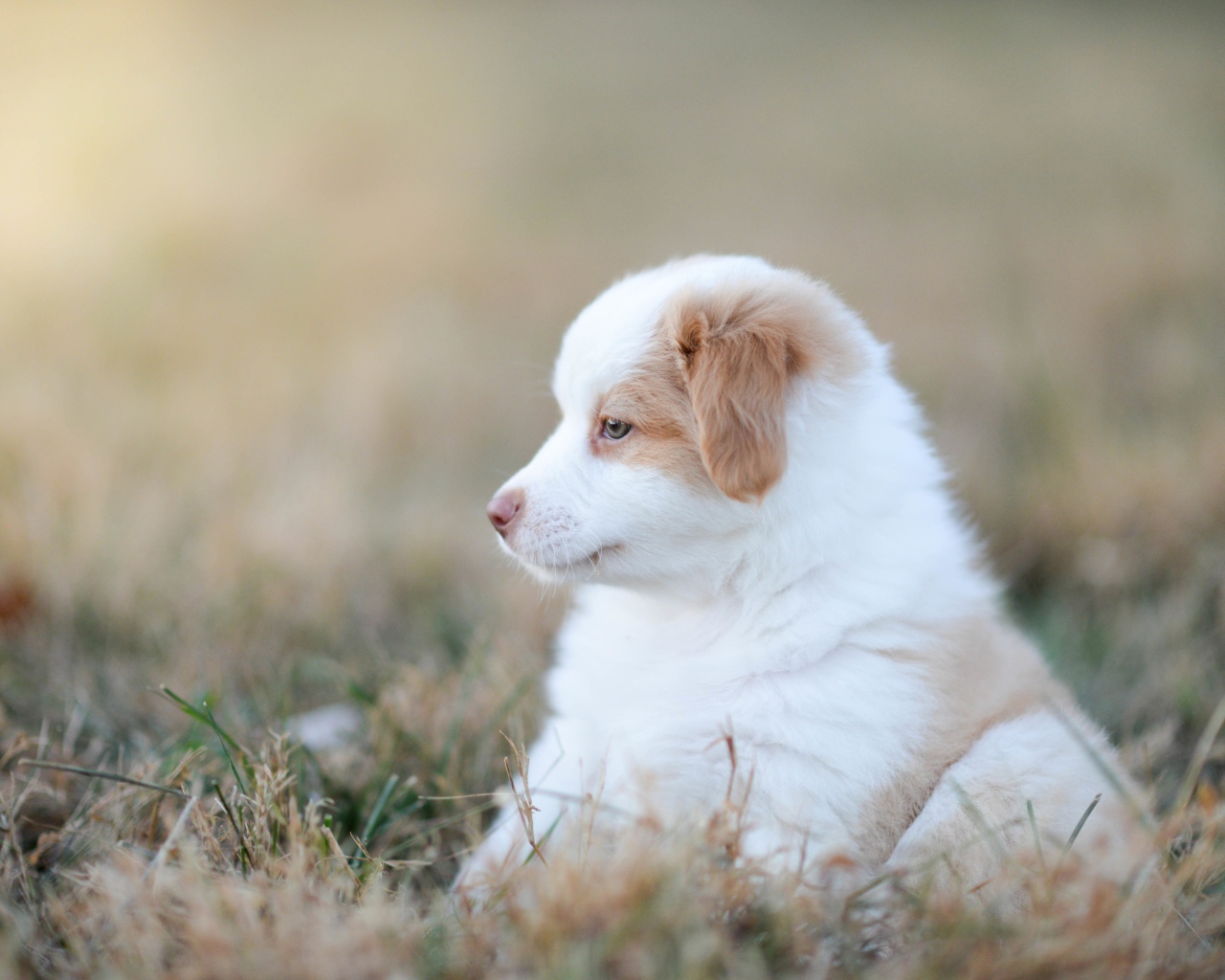 Маленький щенок австралийской овчарки сидит на траве
