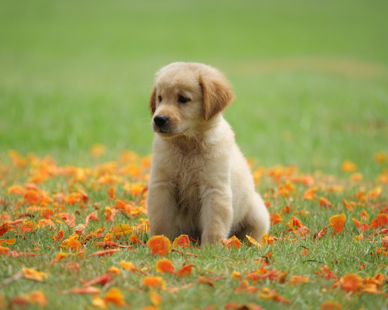 Маленький щенок золотистого ретривера сидит на зеленой траве с желтыми листьями