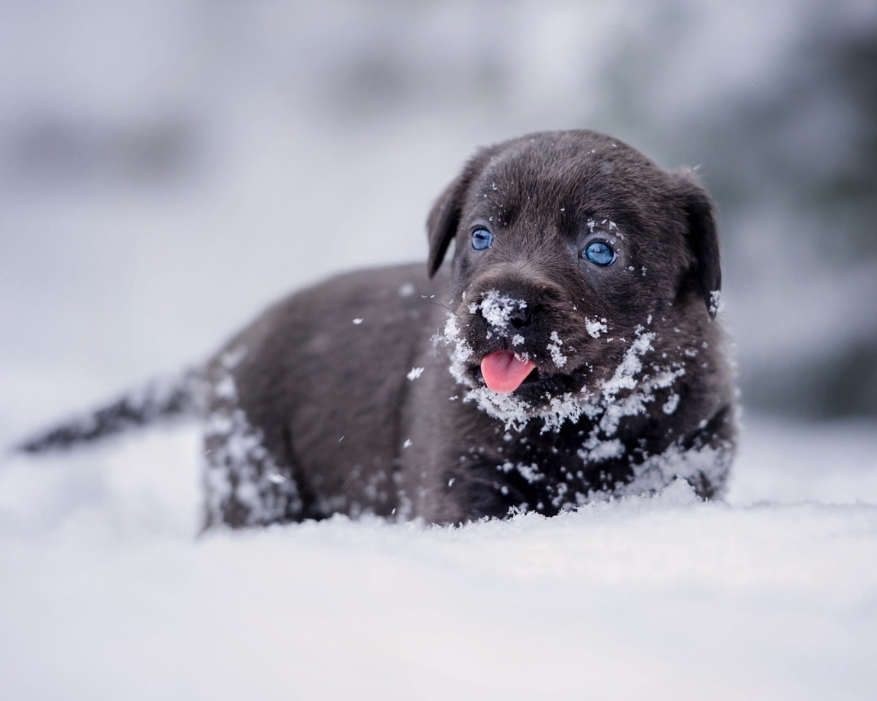 Маленький щенок лабрадора в снегу