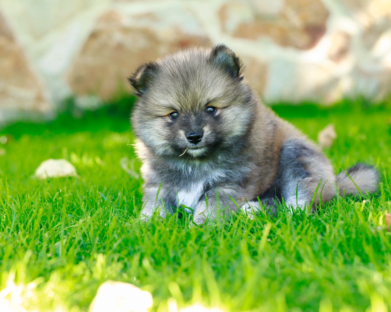 Маленький щенок померанского шпица на зеленой траве