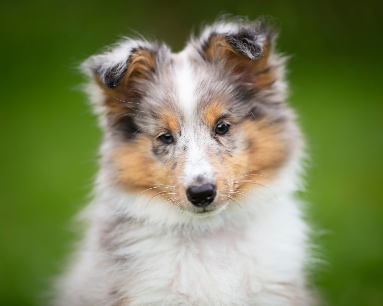 Маленький щенок шелти  на зеленом фоне
