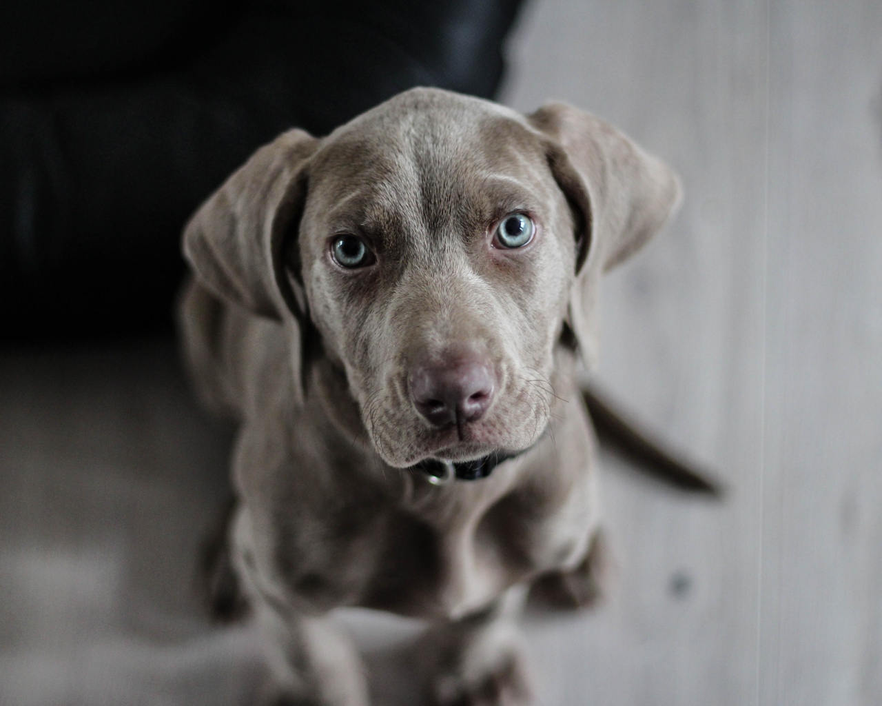 Маленький щенок веймаранера крупным планом
