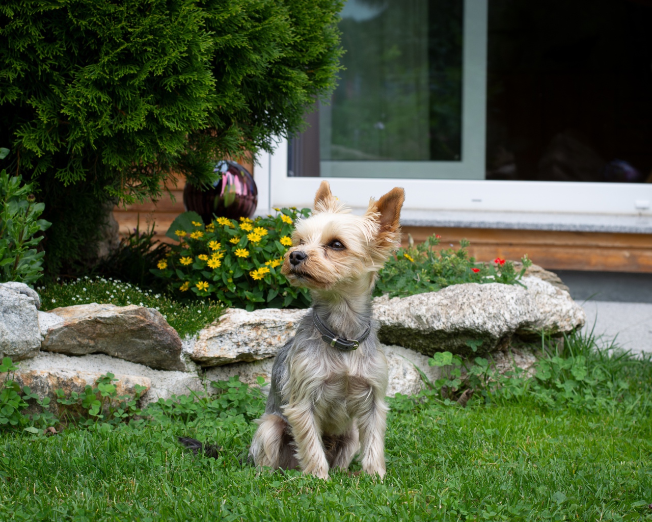 Маленький йоркширский терьер сидит на зеленой траве