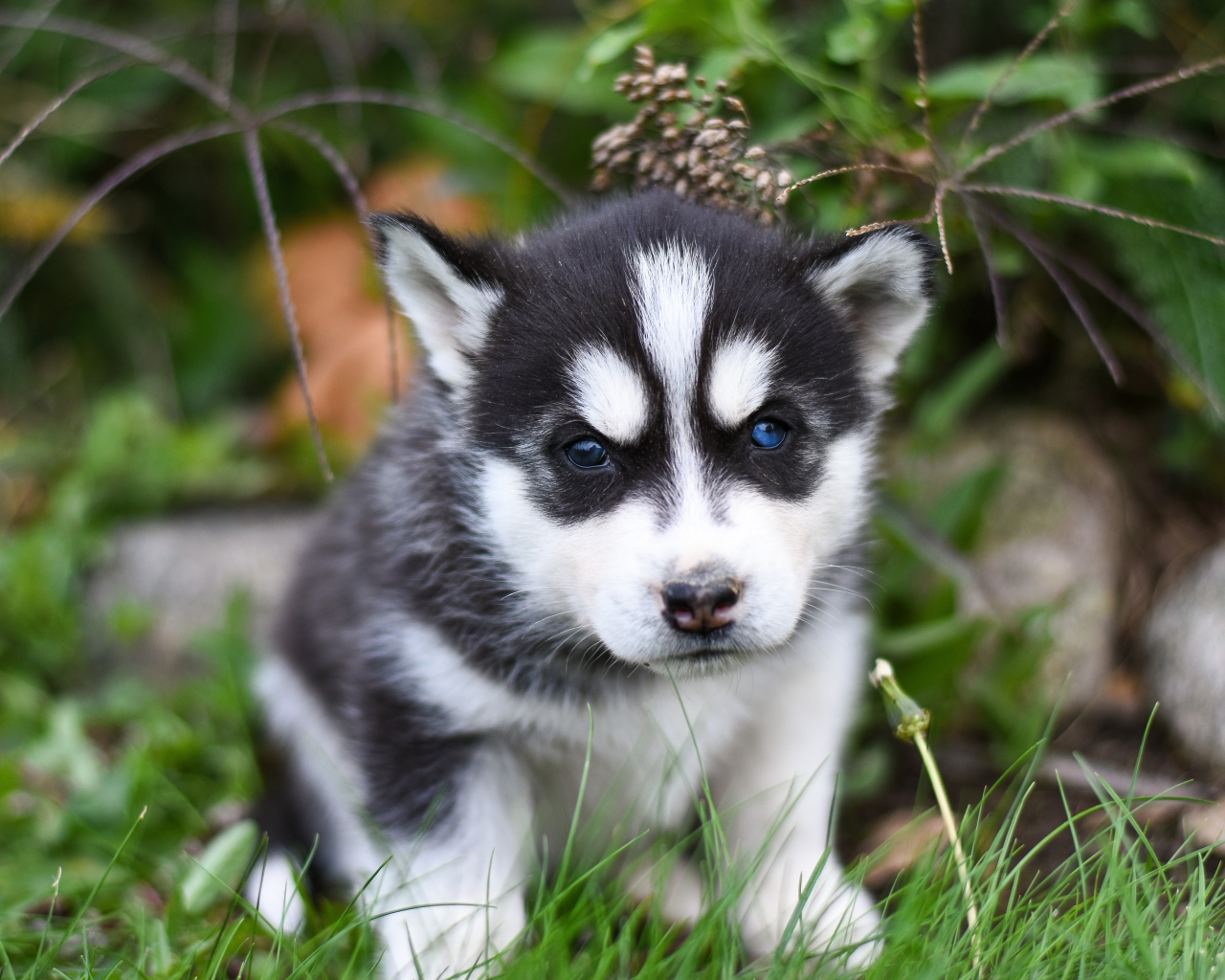 Маленький черно - белый щенок хаски сидит на траве
