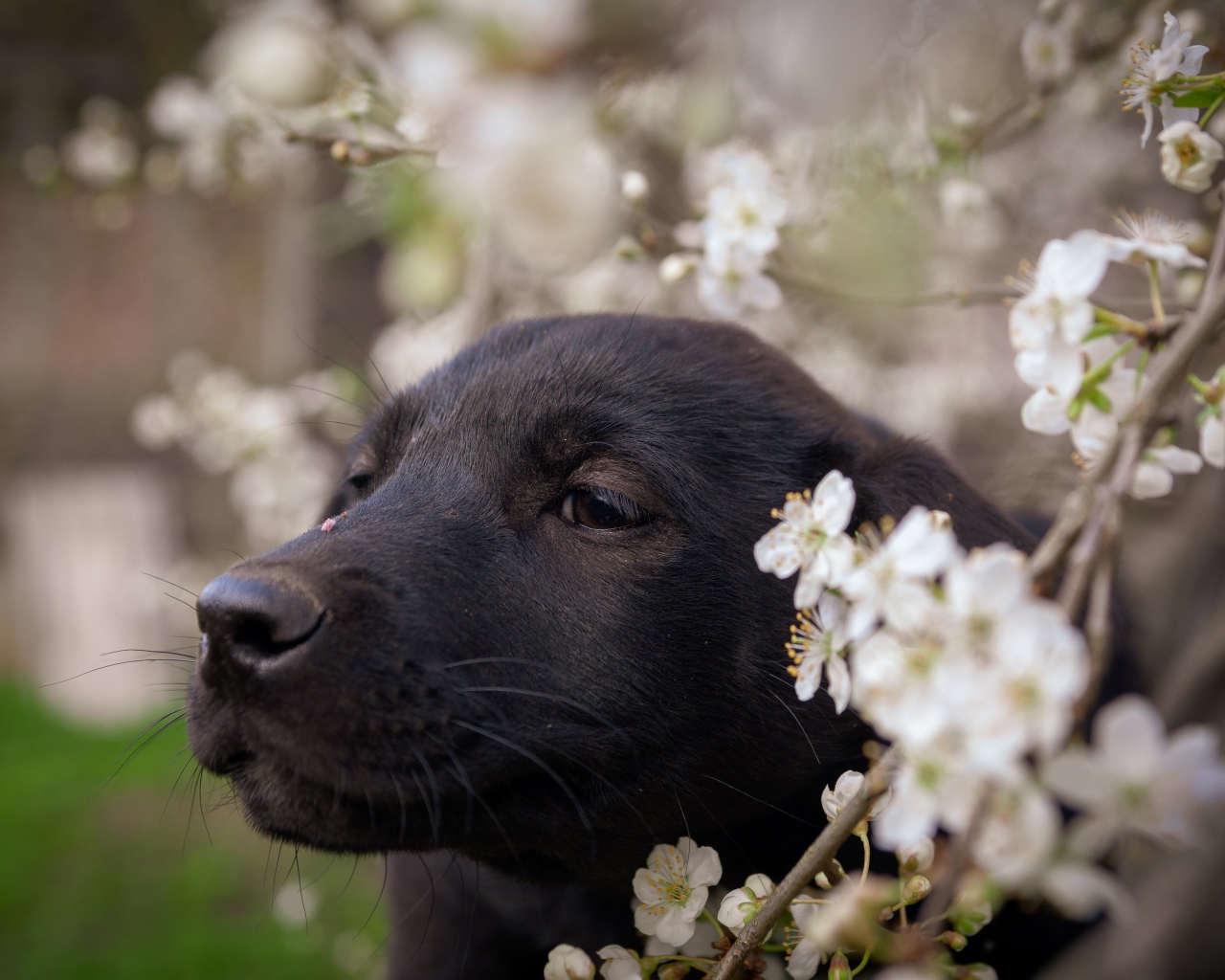 Маленький черный щенок сидит у цветущей ветки вишни 