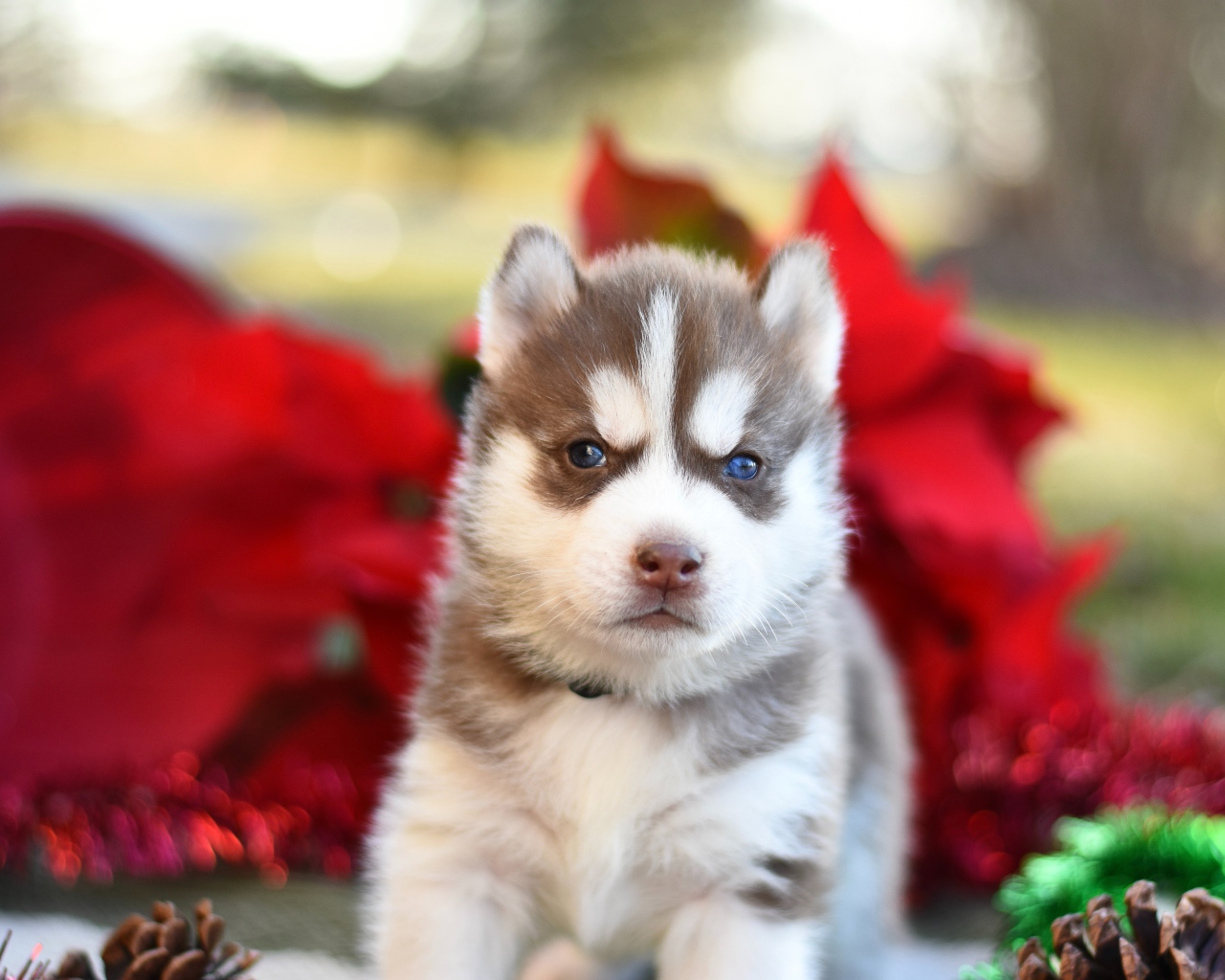 Маленький голубоглазый щенок хаски 