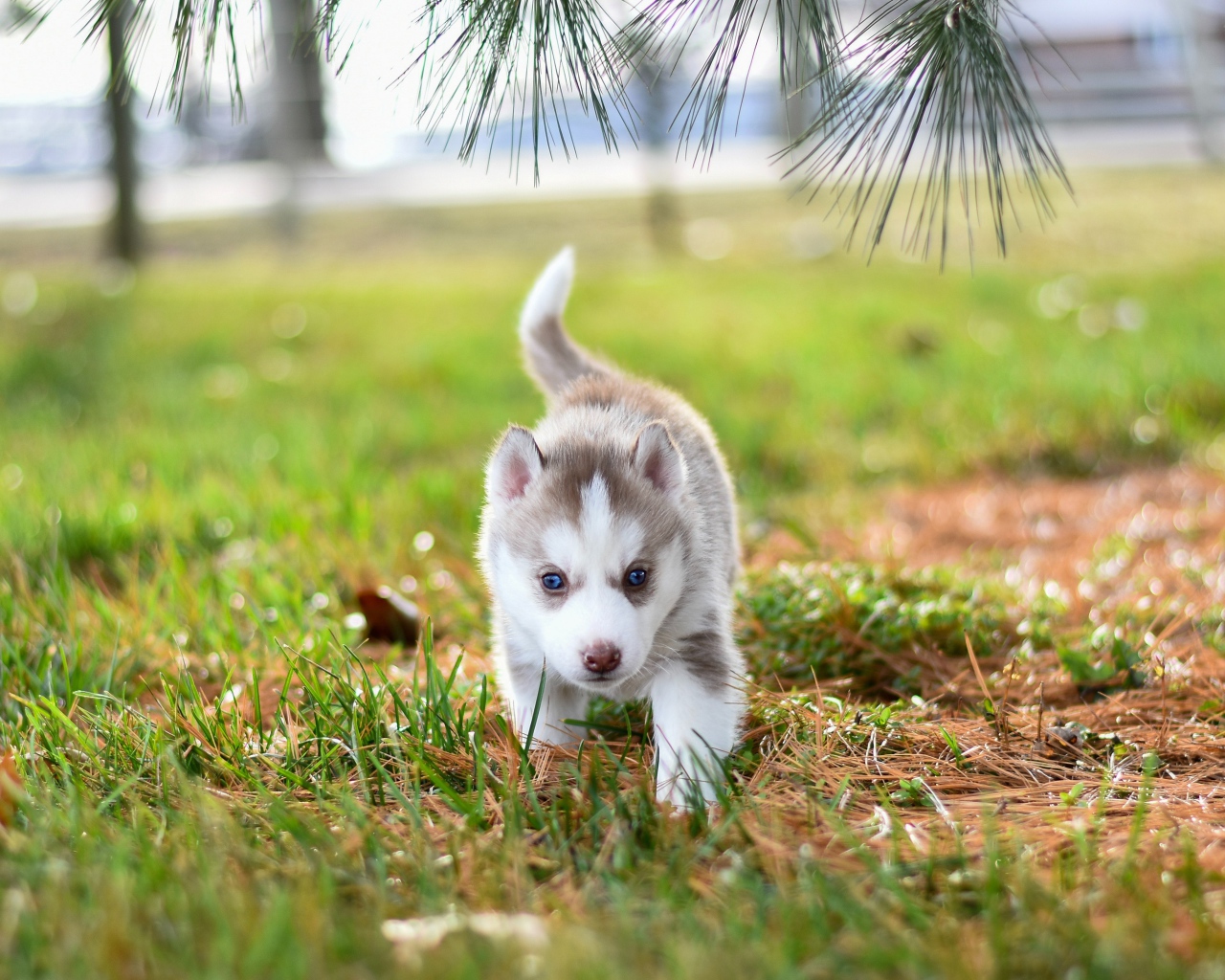 Маленький голубоглазый щенок хаски гуляет по зеленой траве