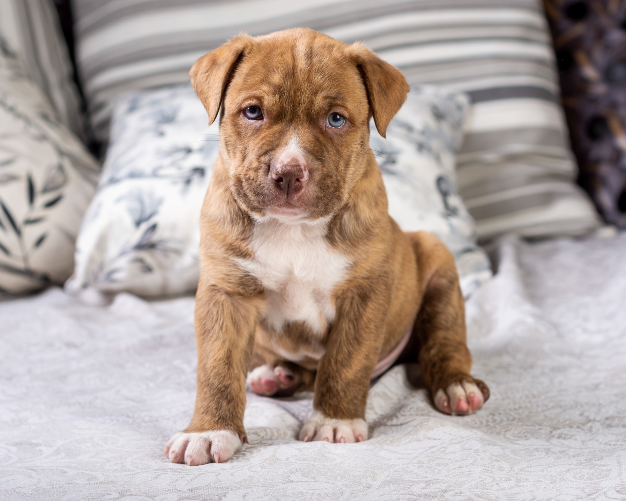 Маленький голубоглазый щенок питбуля сидит на кровати 