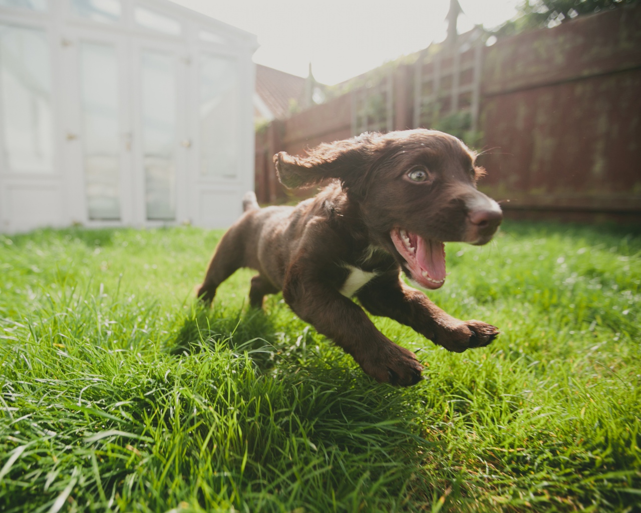 Little cheerful puppy runs on the grass