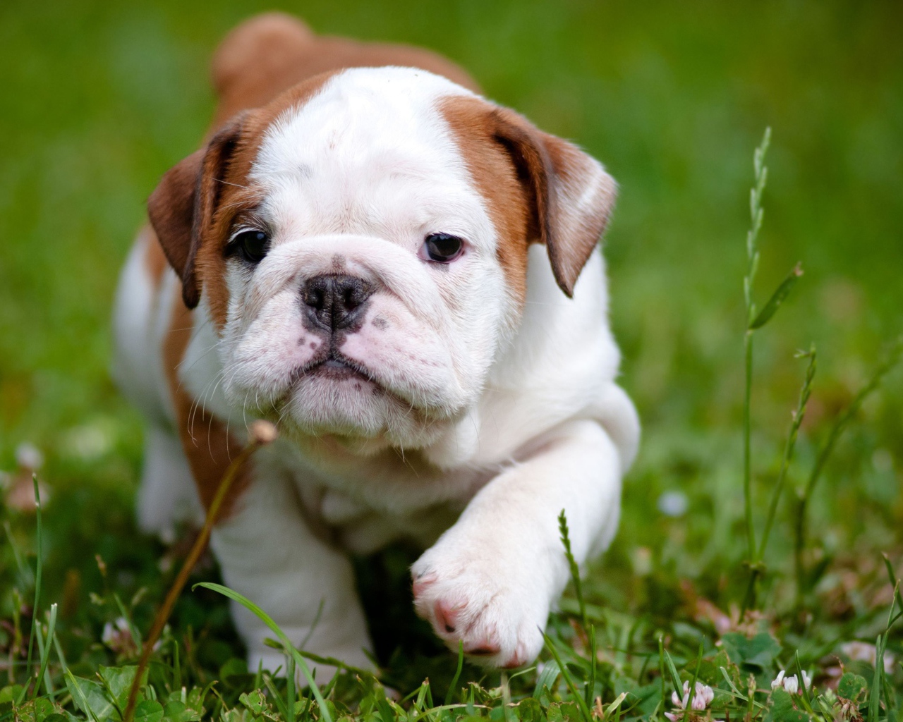 Маленький щенок английского бульдога на зеленой траве 