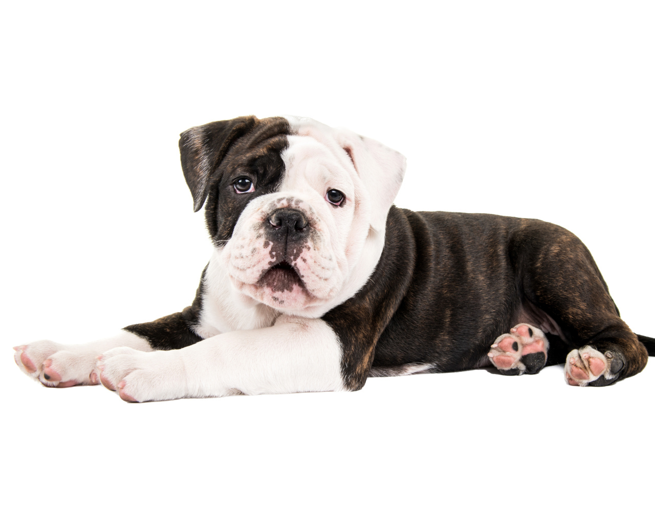 Маленький забавный щенок бульдога на белом фоне