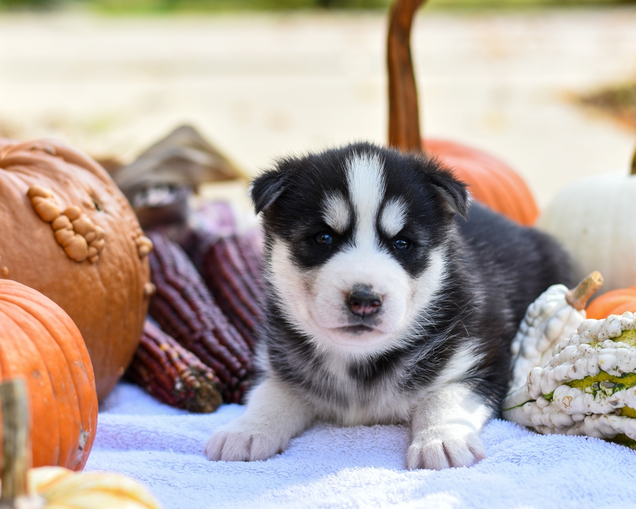 Маленький забавный щенок хаски на покрывале с тыквами