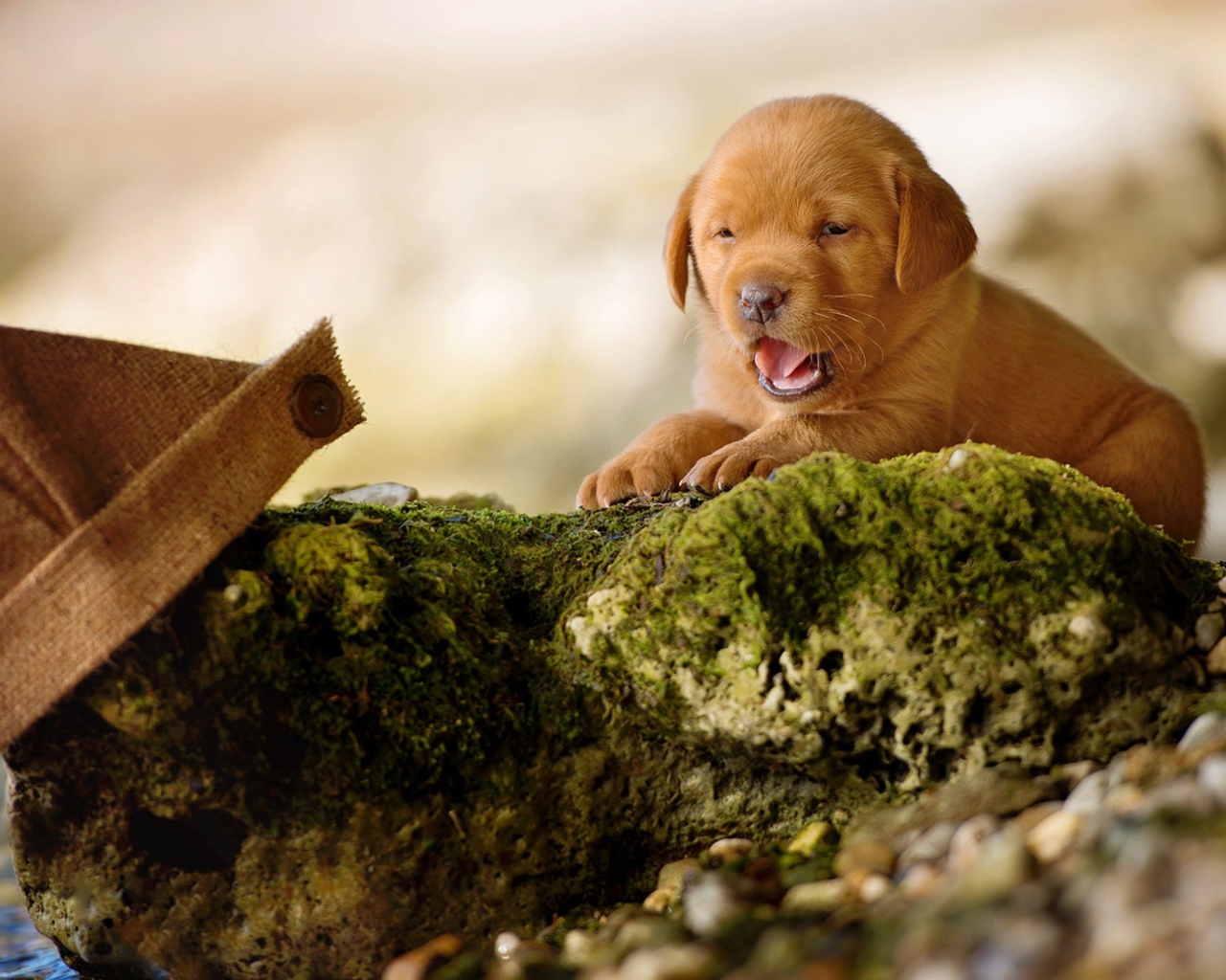 Маленький забавный щенок лабрадора на камне