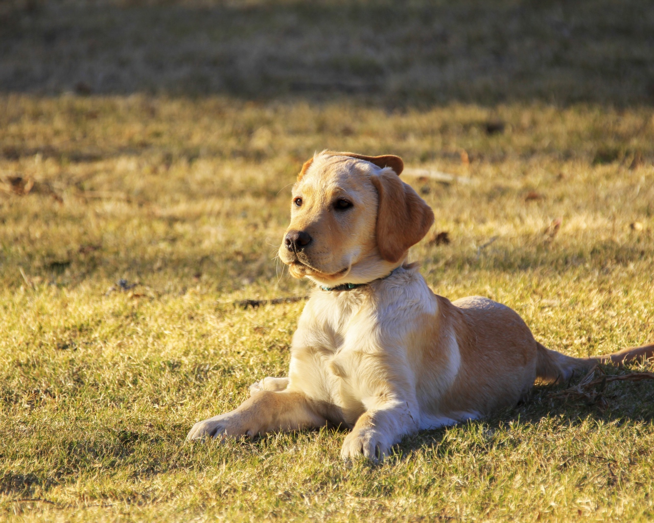 Little golden retriever puppy lying on the grass