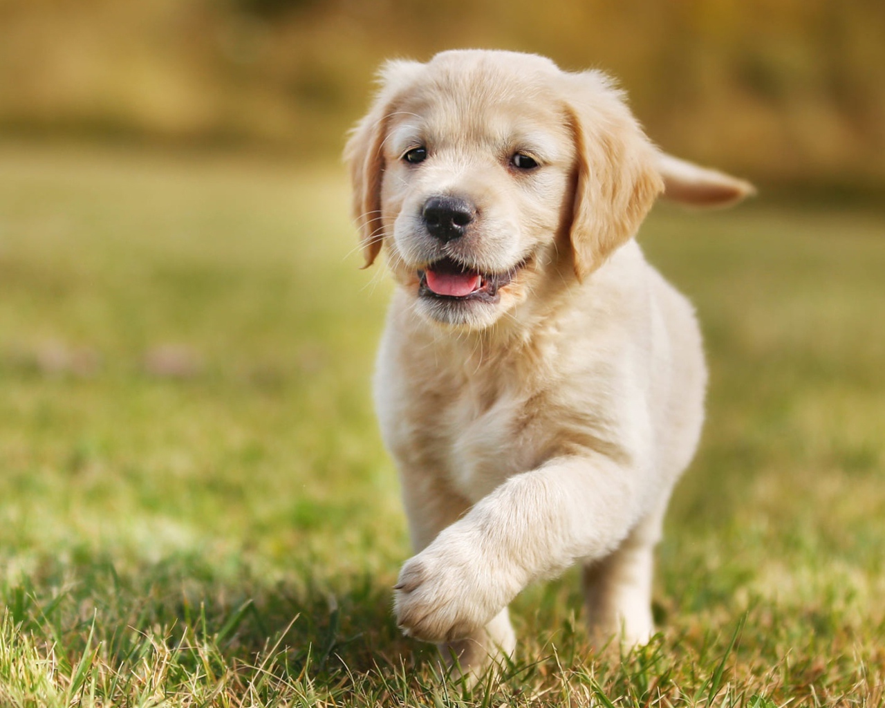 Маленький щенок золотистого ретривера бежит по зеленой траве