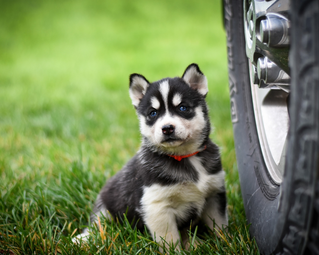 Маленький щенок хаски сидит на зеленой траве у колеса 