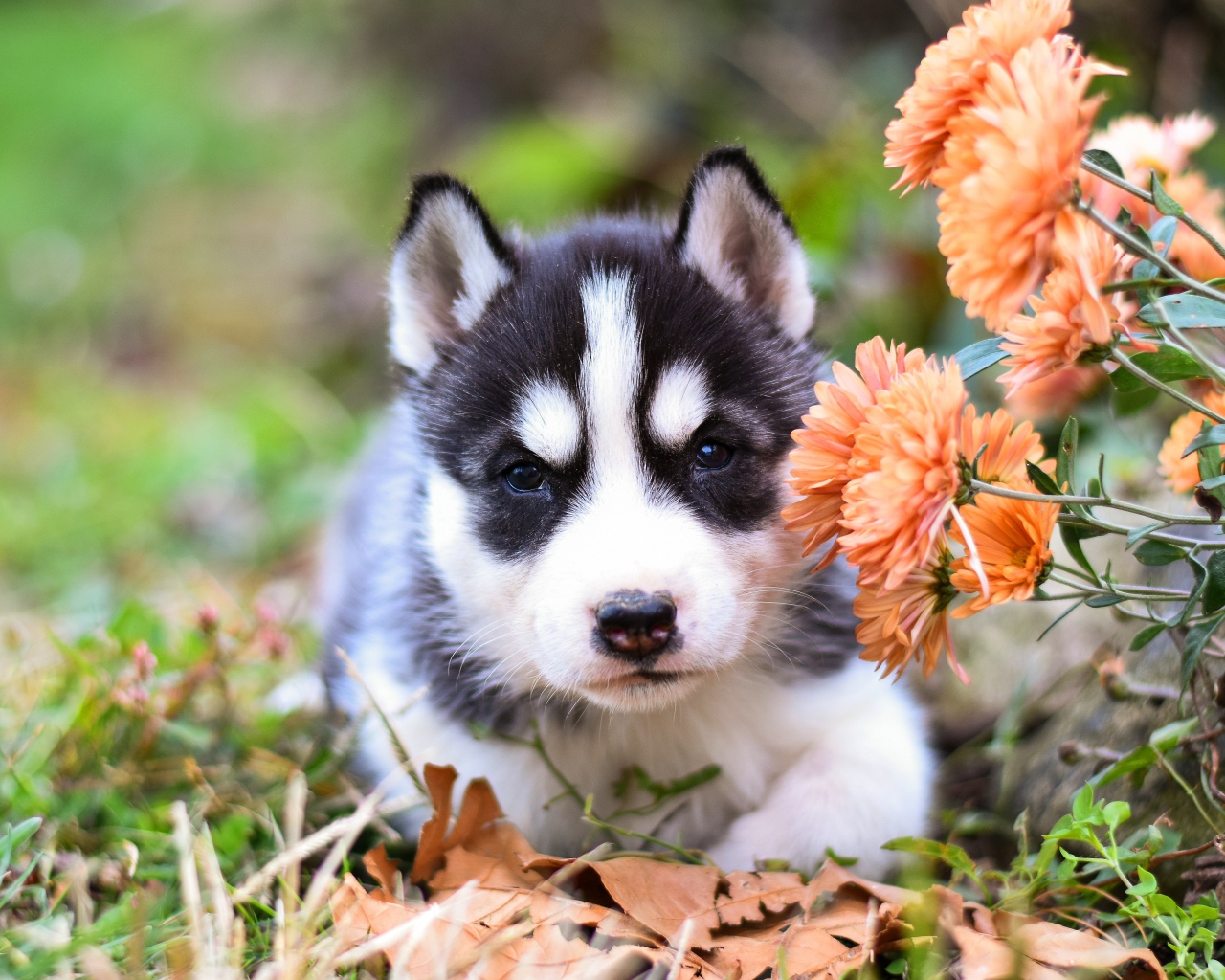 Маленький щенок хаски с цветами хризантемы 