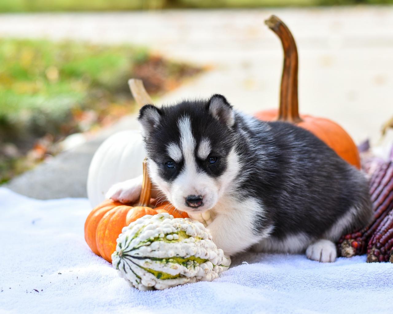 Little husky puppy with pumpkin and corn