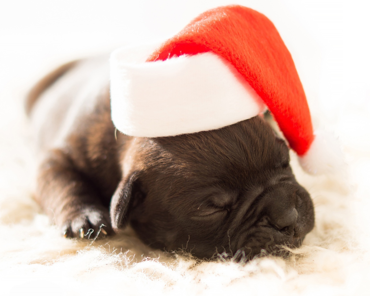 Маленький новорожденный щенок в новогодней шапке 