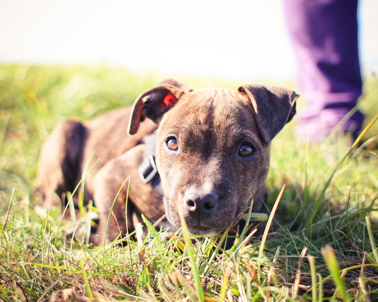 Маленький щенок питбуля лежит на траве