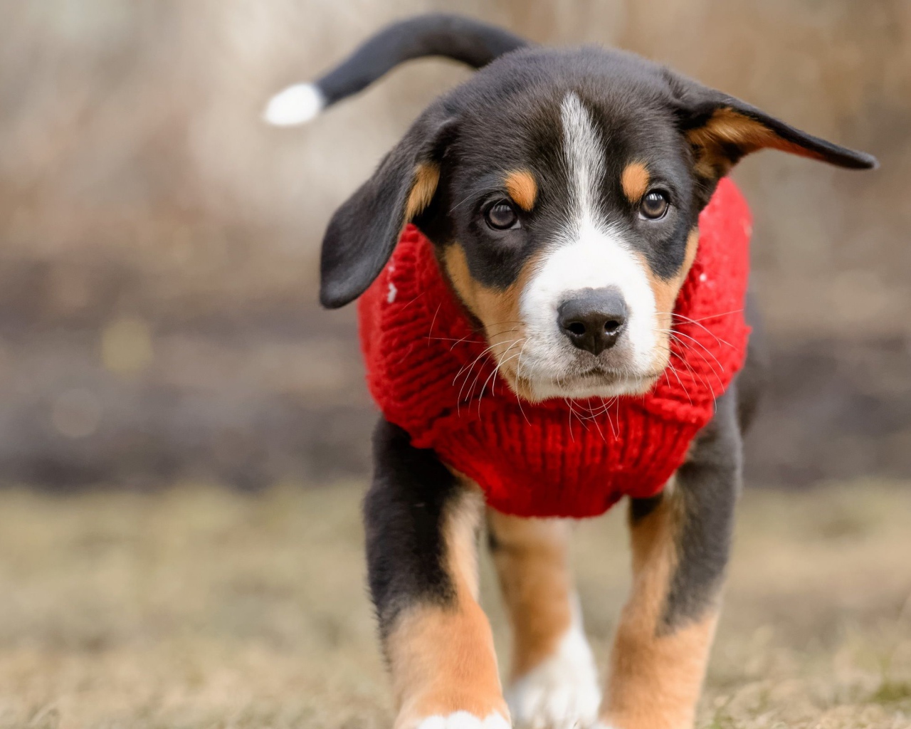Маленький щенок в красном свитере 