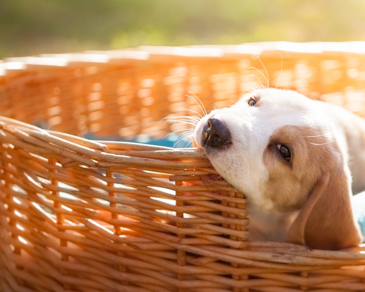 Маленький щенок грызет плетеную корзину