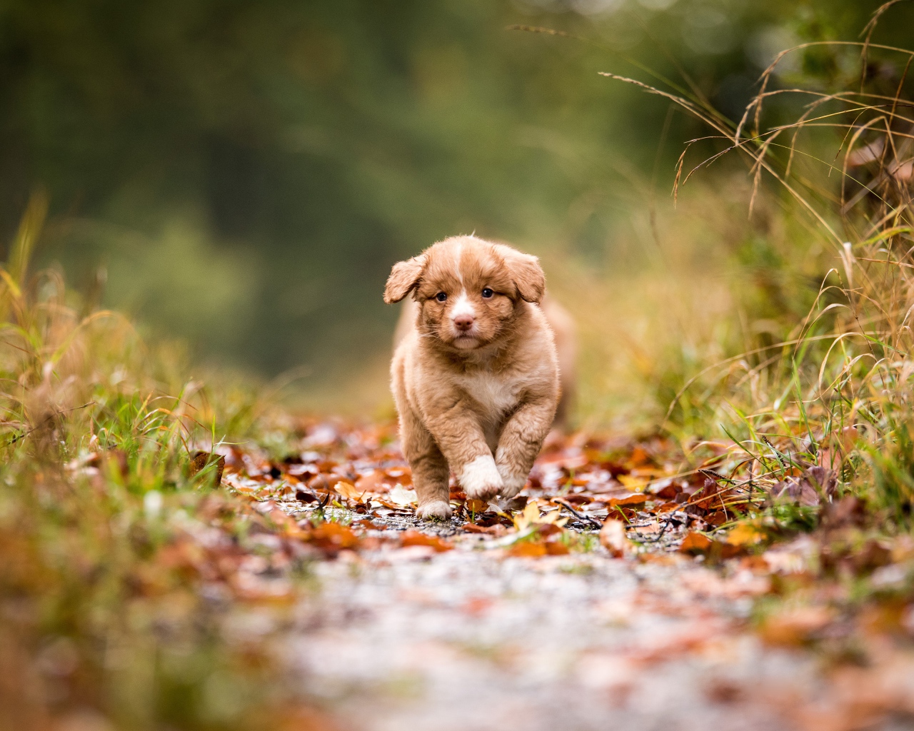 Маленький щенок бежит по дорожке  