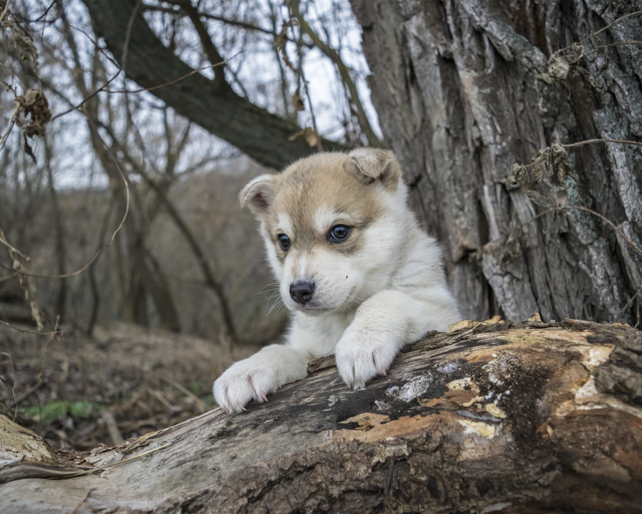 Маленький щенок сидит на сухом дереве в лесу