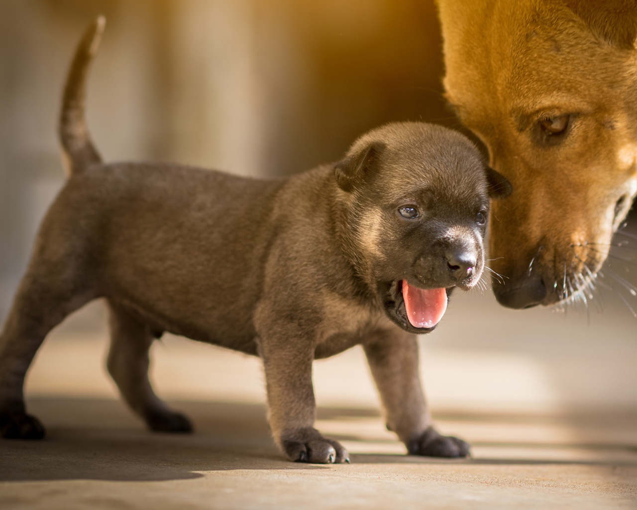 Маленький щенок с открытой пастью 