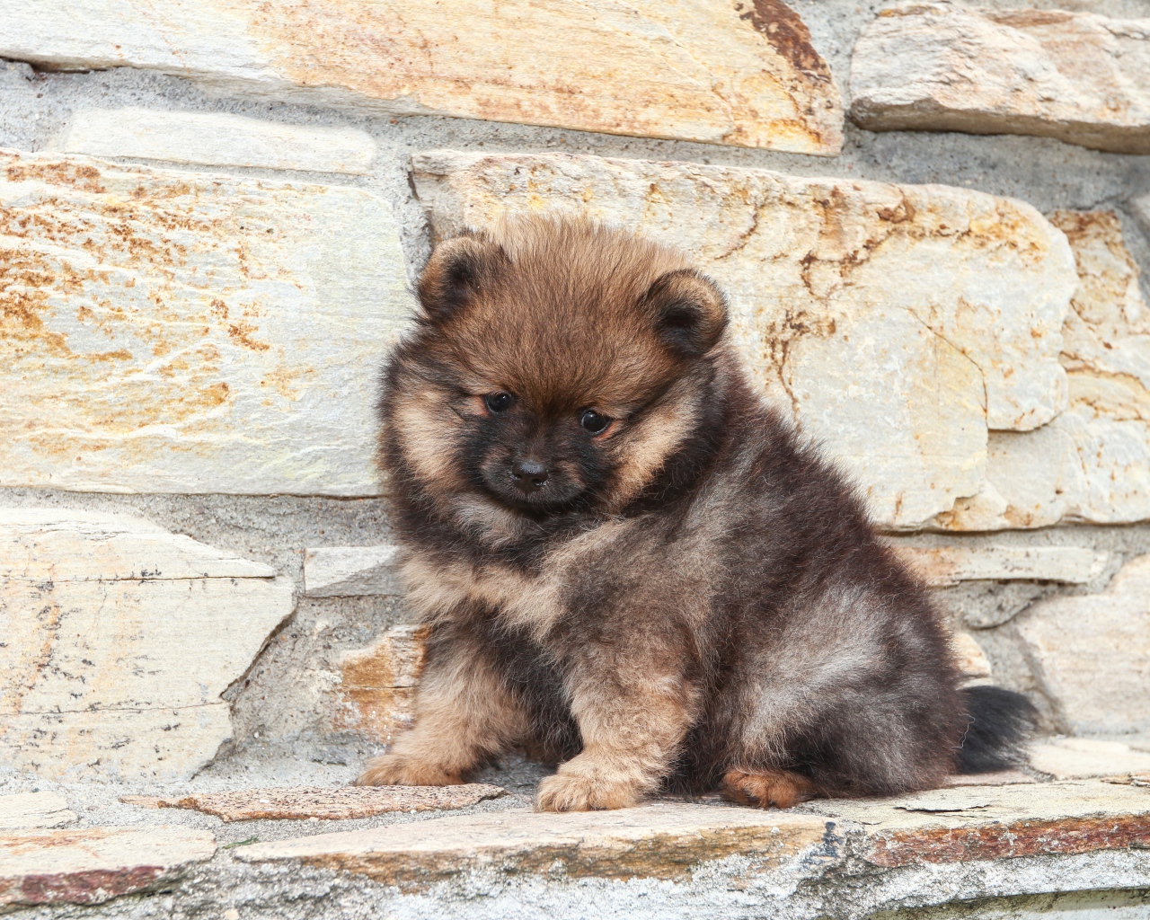 Маленький грустный щенок померанского шпица у стены 