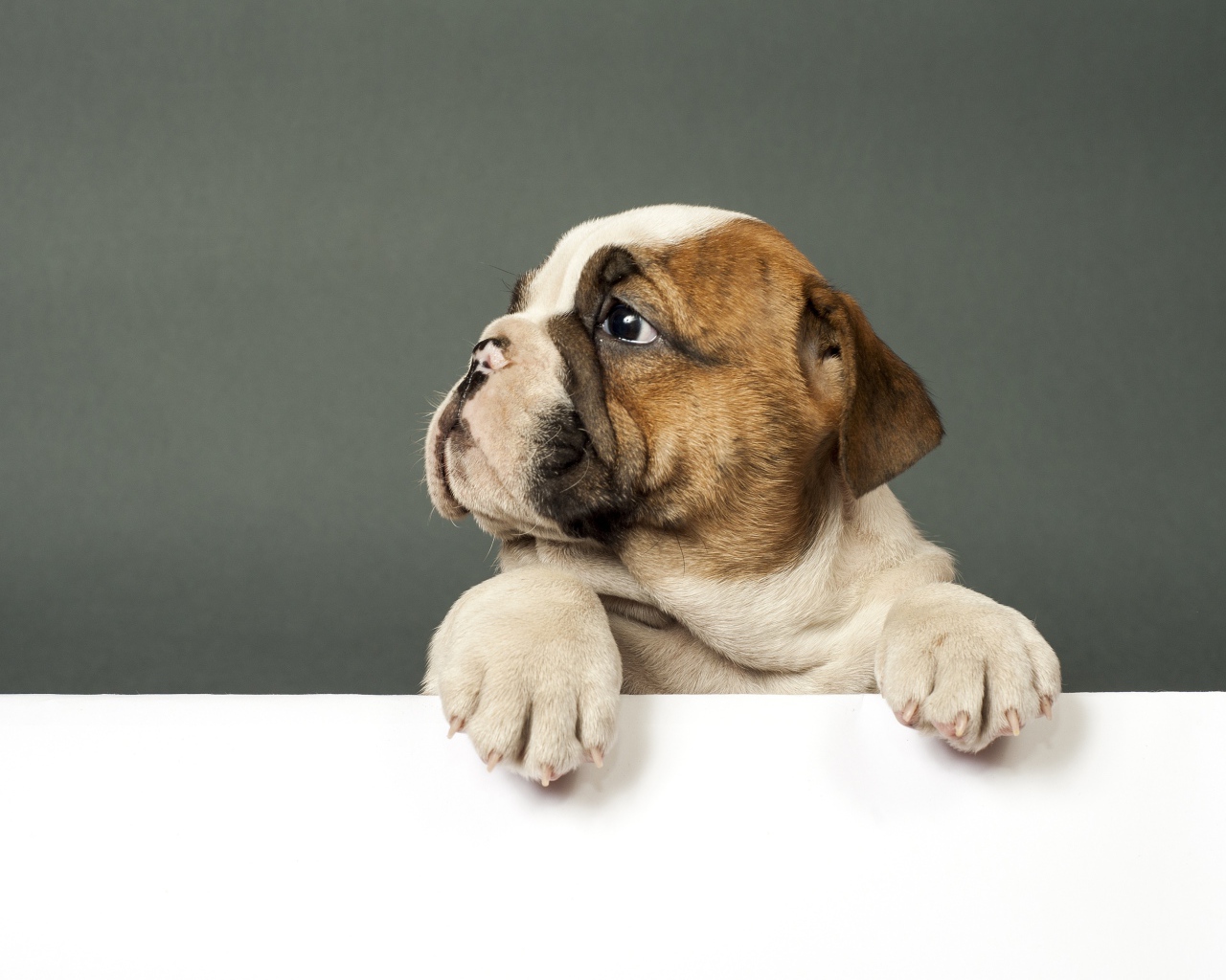 Маленький грустный щенок английского бульдога на сером фоне