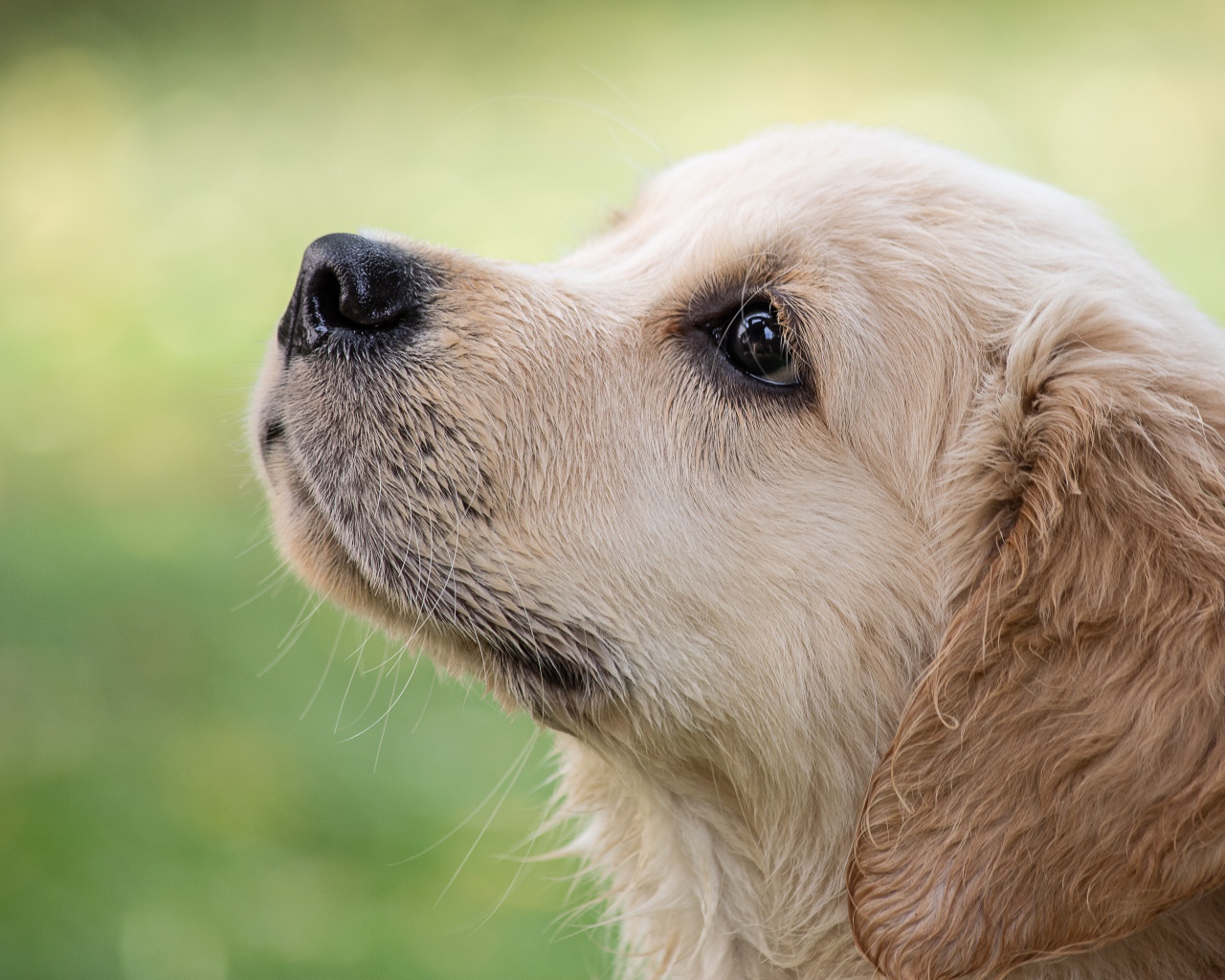 Маленький грустный щенок золотистого ретривера смотрит вверх 