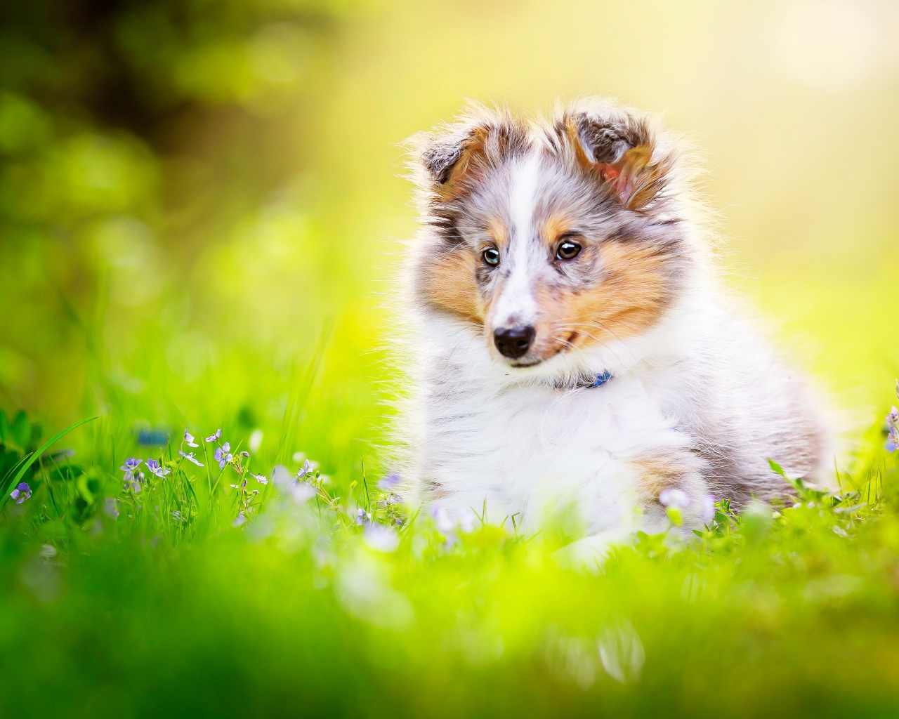 Маленький щенок шелти сидит в траве 