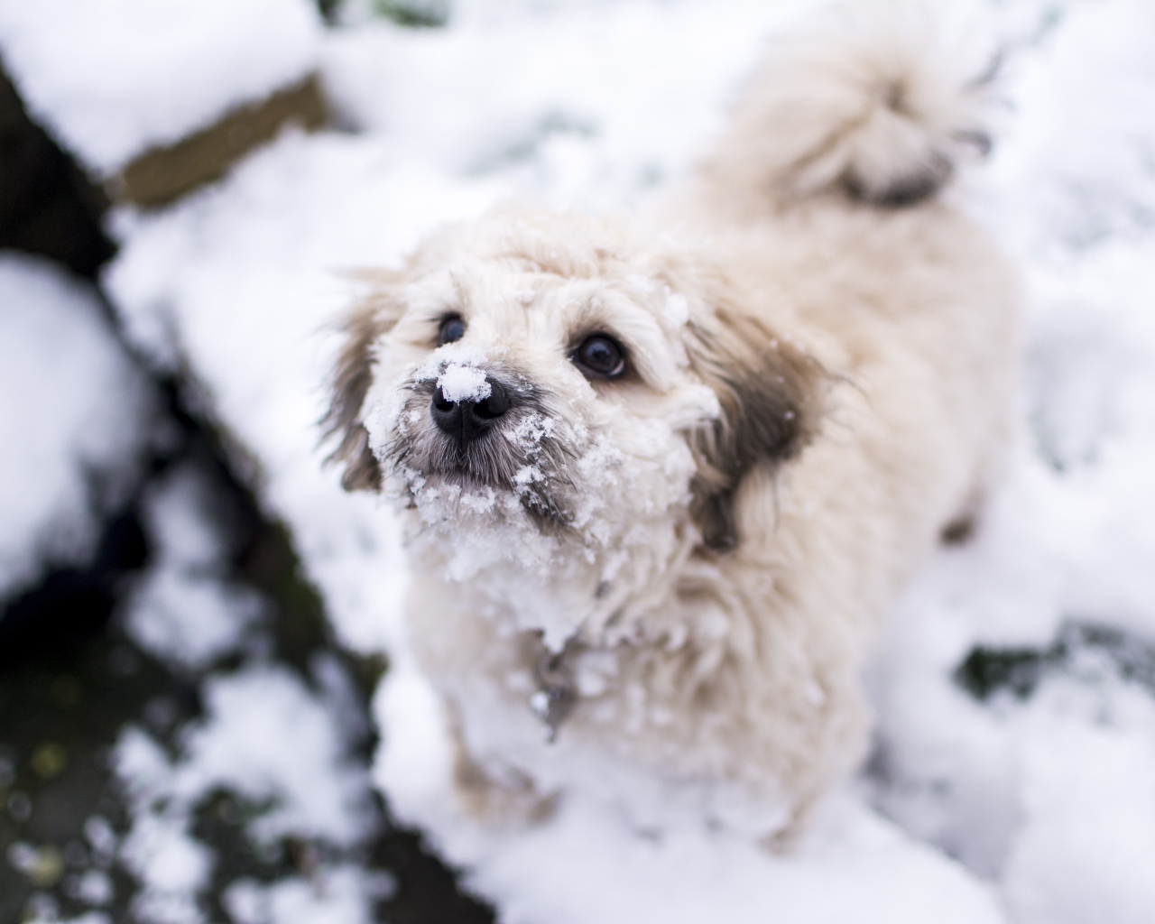 Маленький белый пес в снегу