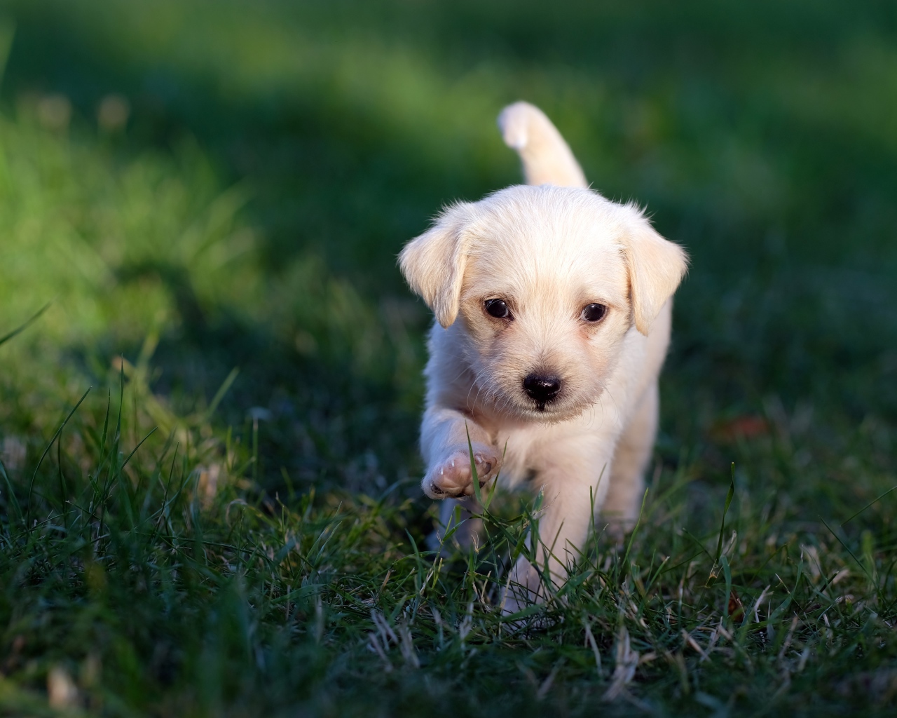 Маленький белый щенок идет по зеленой траве