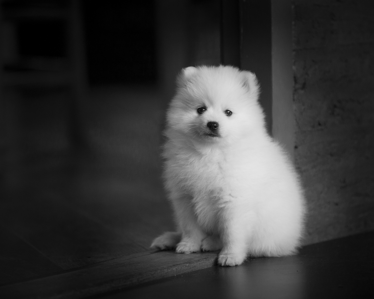Little white spitz puppy at the door
