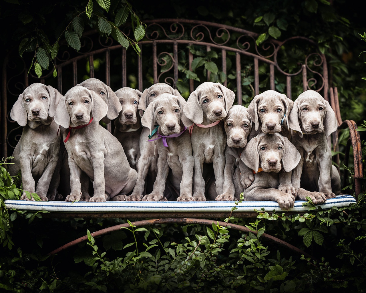 Много маленьких серых щенят породы Веймаранер сидят на лавке 