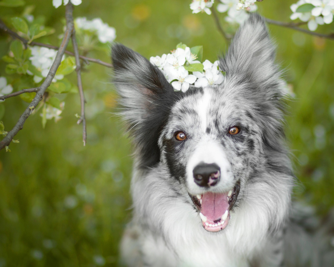 Веселая собака породы бордер колли с открытой пастью 