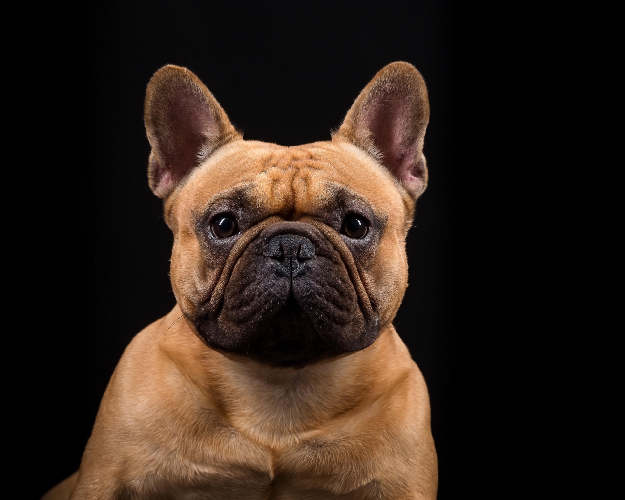 Морда Французского бульдога на черном фоне крупным планом