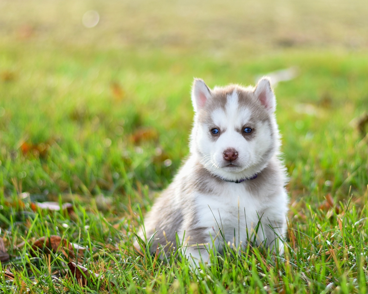 Задумчивый щенок хаски сидит на зеленой траве