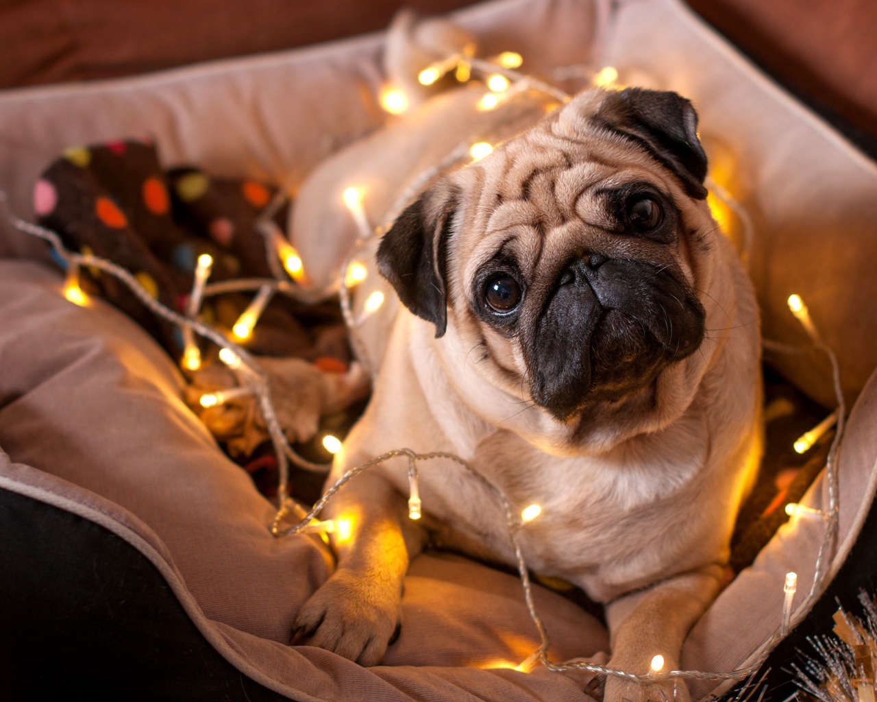 Мопс с гирляндой лежит на подушке 