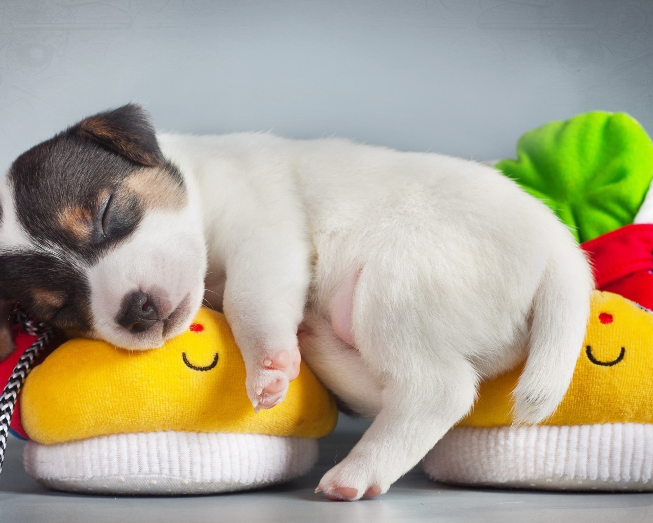 Щенок спит на детских пинетках 