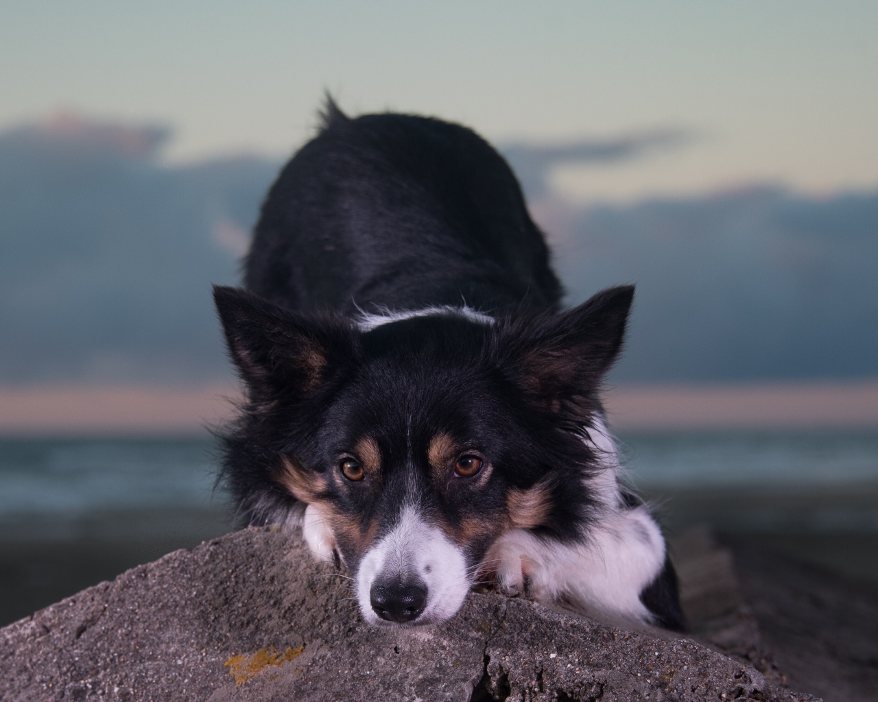 Породистая собака лежит на камне 