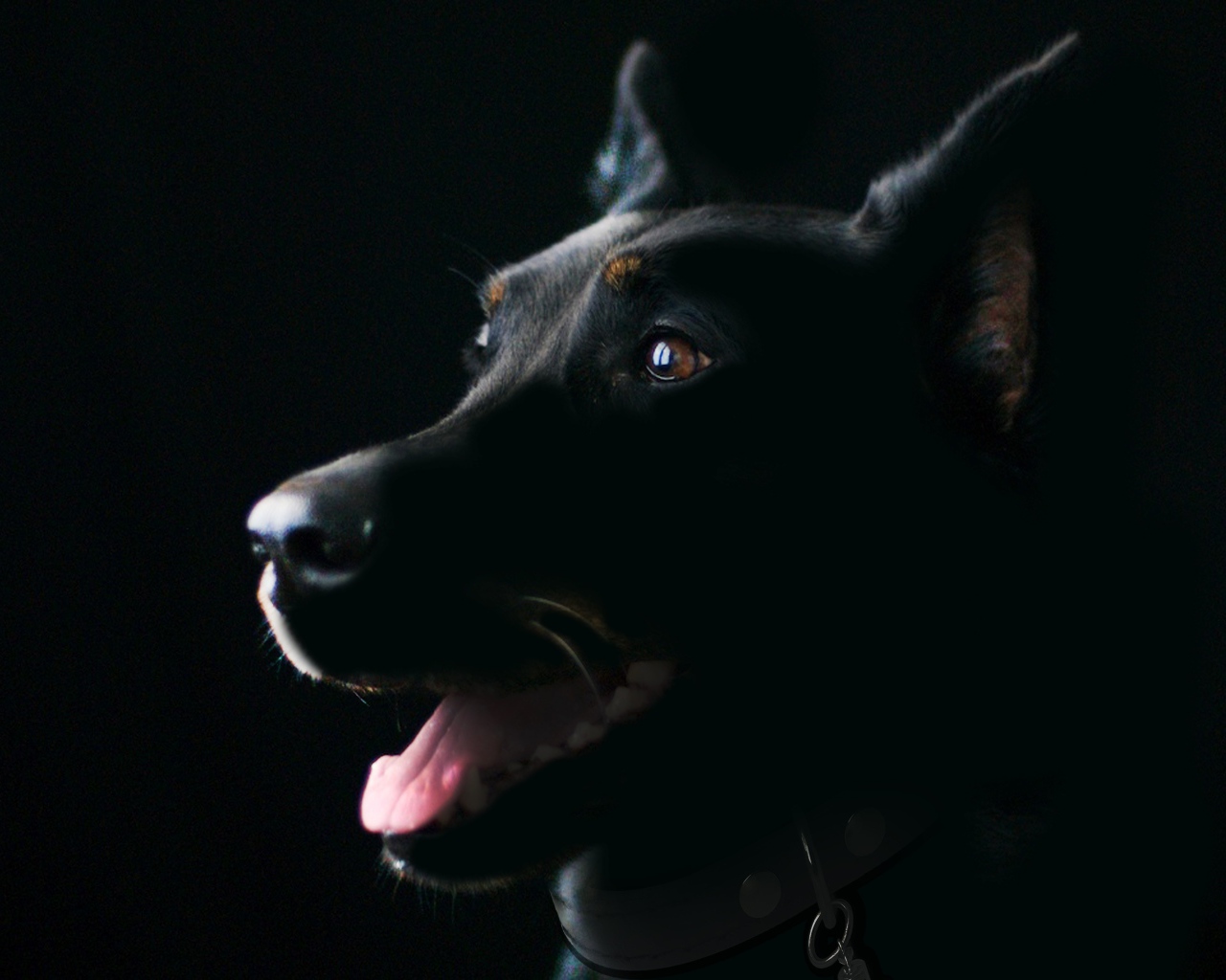 Породистая собака с высунутым языком на черном фоне