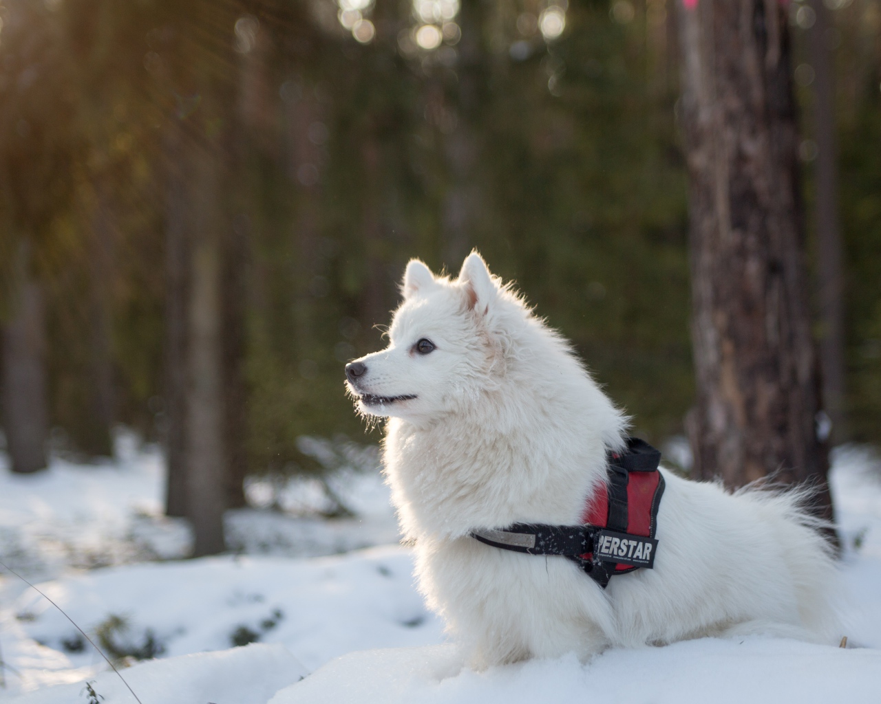 Породистая белая собака гуляет по заснеженному лесу