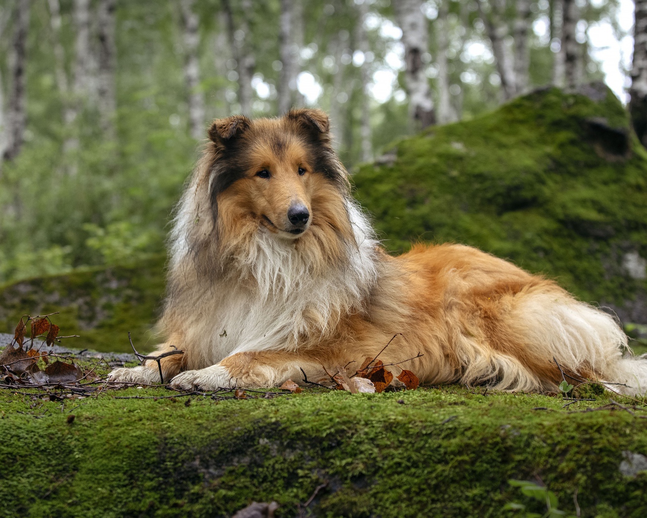 Длинношёрстный Колли лежит на покрытой мхом земле