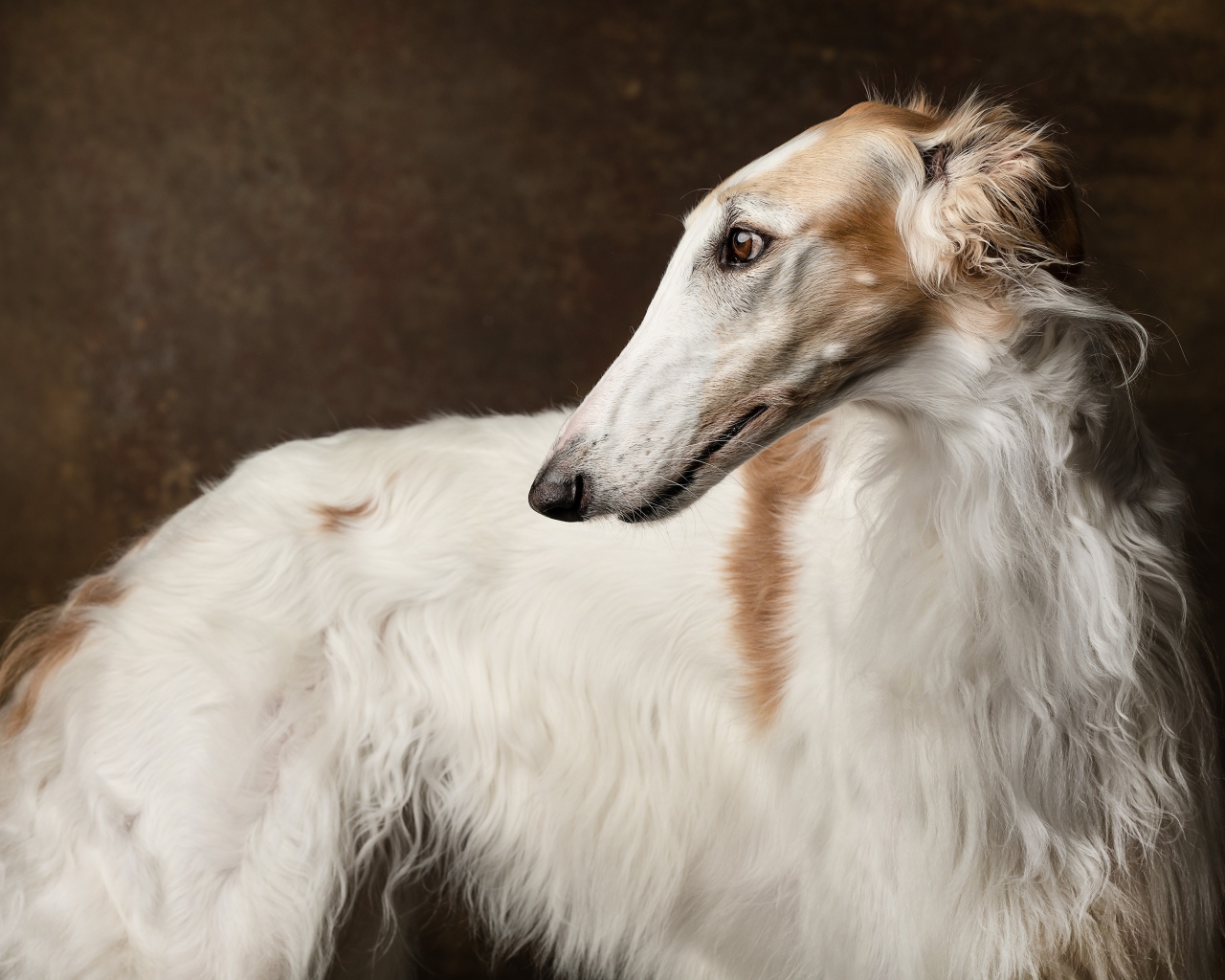 Русская псовая борзая крупным планом