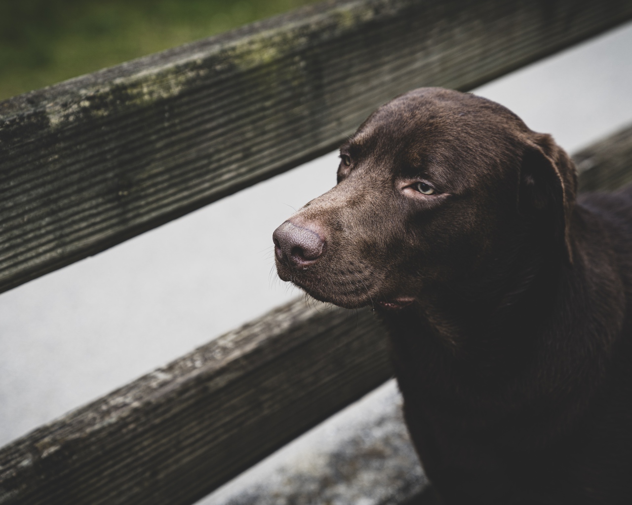Грустный черный лабрадор у деревянного забора 
