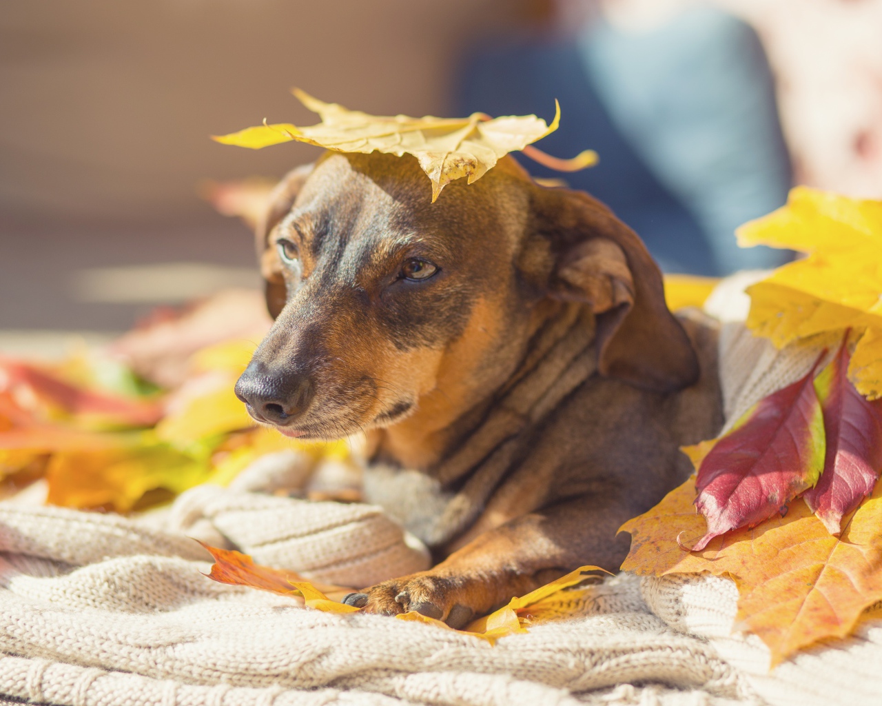 Грустная собака лежит на опавших листьях 